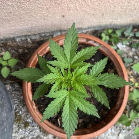 tropicana cookies auto