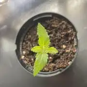 Critical