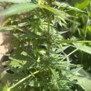 tropicana cookies auto