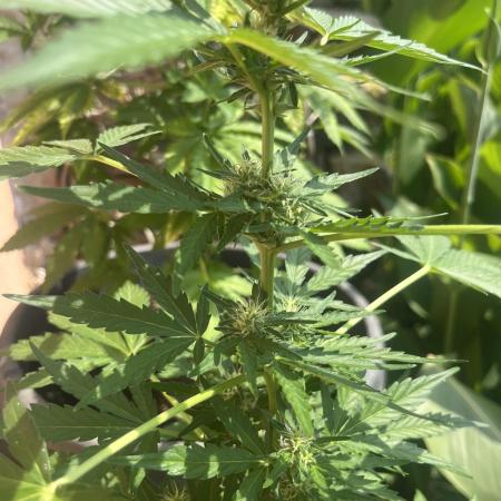 tropicana cookies auto