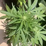 tropicana cookies auto