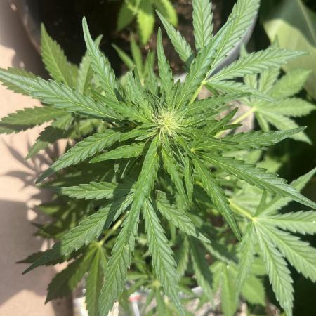 tropicana cookies auto