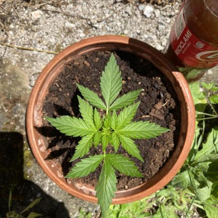 tropicana cookies auto