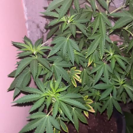Critical