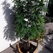 Super lemon haze window/outdoor grow
