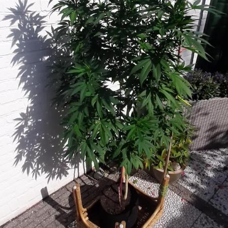 Super lemon haze window/outdoor grow