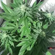 Super lemon haze window/outdoor grow