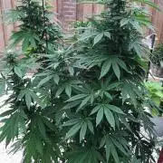 Super lemon haze window/outdoor grow