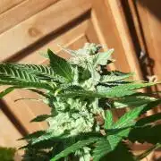 Super lemon haze window/outdoor grow