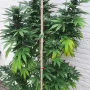 Super lemon haze window/outdoor grow