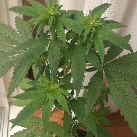 Super lemon haze window/outdoor grow