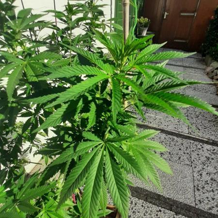 Super lemon haze window/outdoor grow