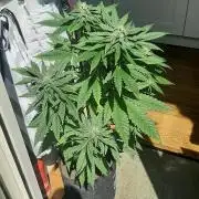 Super lemon haze window/outdoor grow