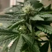 Super lemon haze window/outdoor grow