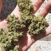 Super lemon haze window/outdoor grow