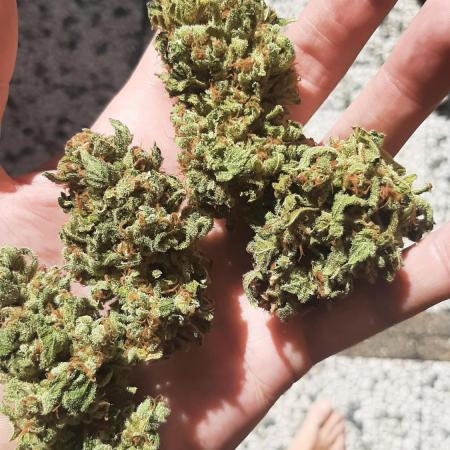 Super lemon haze window/outdoor grow