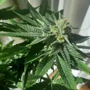 Super lemon haze window/outdoor grow