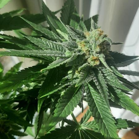 Super lemon haze window/outdoor grow