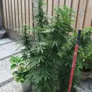 Super lemon haze window/outdoor grow