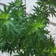 Super lemon haze window/outdoor grow
