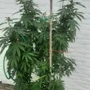 Super lemon haze window/outdoor grow
