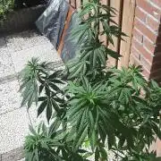 Super lemon haze window/outdoor grow