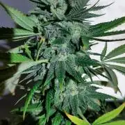 Super lemon haze window/outdoor grow