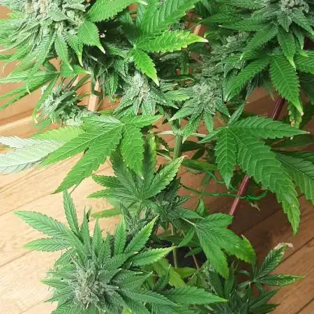 Super lemon haze window/outdoor grow