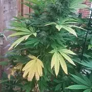 Super lemon haze window/outdoor grow