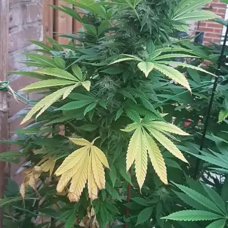 Super lemon haze window/outdoor grow