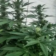 Super lemon haze window/outdoor grow