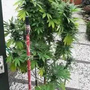 Super lemon haze window/outdoor grow