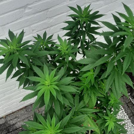 Super lemon haze window/outdoor grow
