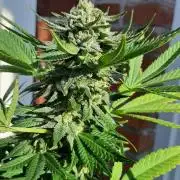 Super lemon haze window/outdoor grow
