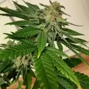 Super lemon haze window/outdoor grow
