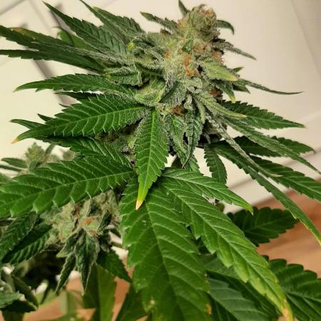 Super lemon haze window/outdoor grow