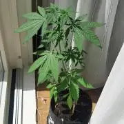 Super lemon haze window/outdoor grow