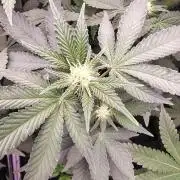 FASTBUDS Biscotti Gelato