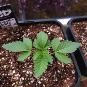 FASTBUDS Biscotti Gelato