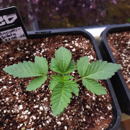 FASTBUDS Biscotti Gelato