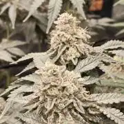 FASTBUDS Biscotti Gelato