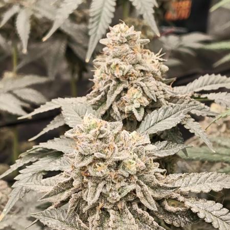 FASTBUDS Biscotti Gelato