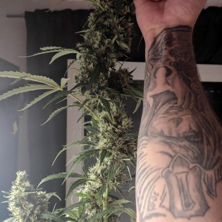 Fastbuds Gorilla Z Auto