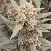 MAVERICKSSEEDS COOKIES-GELATO