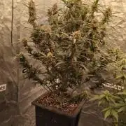 MAVERICKSSEEDS COOKIES-GELATO