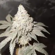FASTBUDS Biscotti Gelato