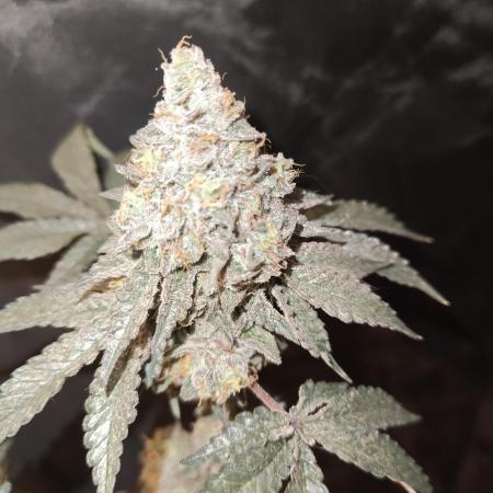 FASTBUDS Biscotti Gelato