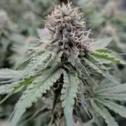 Holy Jeremaiah seeds Devils Pastry