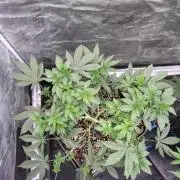 FASTBUDS Biscotti Gelato