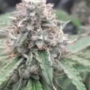 Holy Jeremaiah seeds Devils Pastry